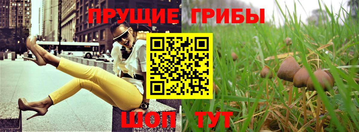 Псилоцибиновые грибы Cubensis Камень-на-Оби