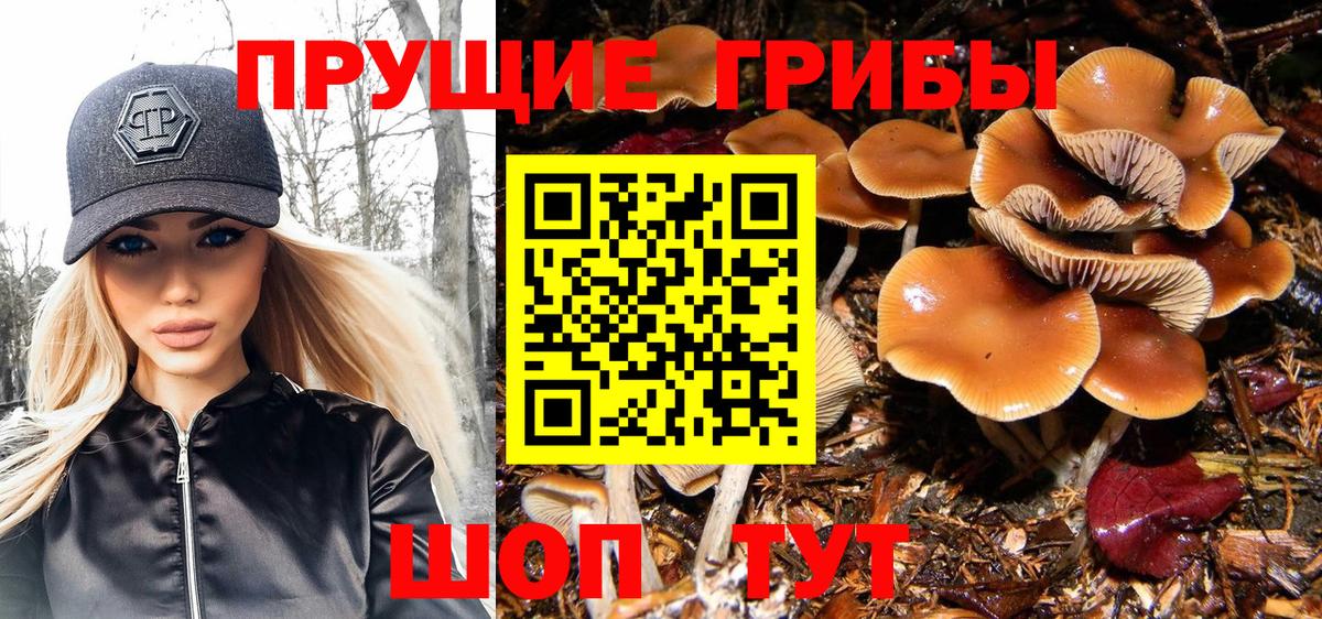 Галлюциногенные грибы Psilocybine cubensis  Вход с VPN  Камень-на-Оби  Галлюциногенные грибы мицелий 